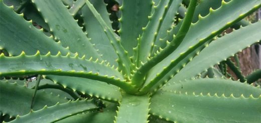 aloe arborescens ricetta padre romano zago