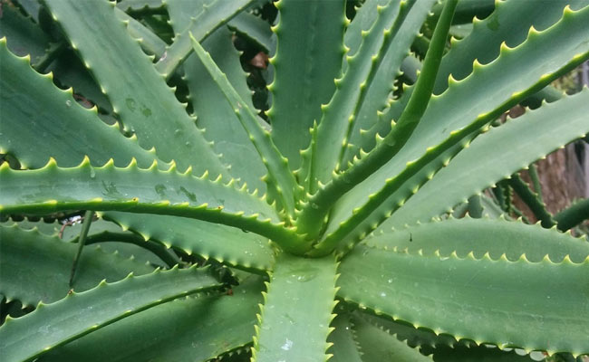 aloe arborescens ricetta padre romano zago