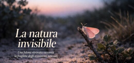 La falena ritrovata che ci ricorda quanto poco conosciamo la natura