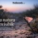 La falena ritrovata che ci ricorda quanto poco conosciamo la natura