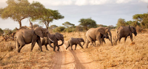 Tanzania